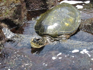 Black Sand Beach - Punaluu on the Big Island - Sea Turtle