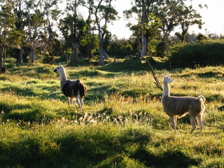 Llama farm across Wright Road