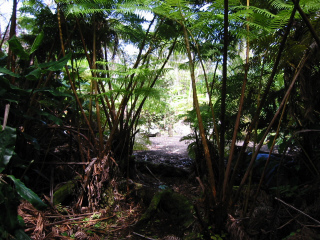 End of the Fern Forest hike