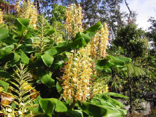 Kahili Ginger - all around our yard