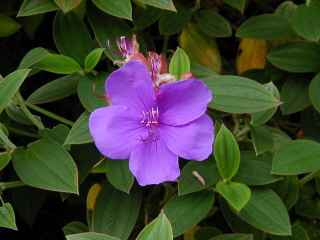 Big Island Flora 