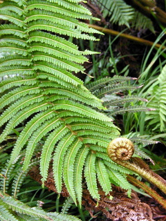 Ferns at our house