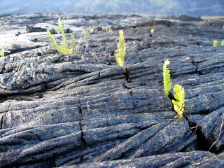 Lava along Chain of Craters Road in Volcanoes National Park